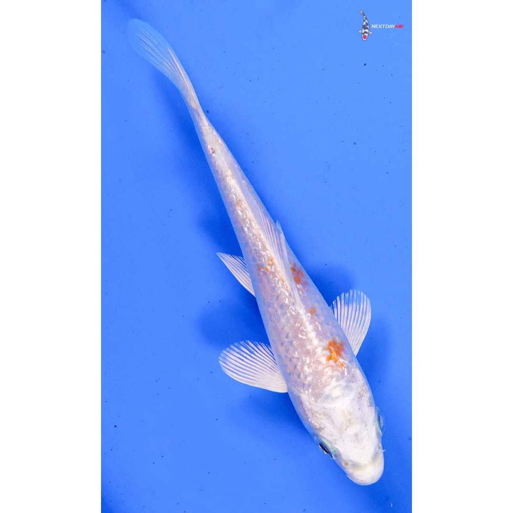 5” Imported Gin Rin Hariwake