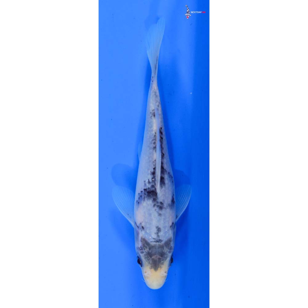 5” Imported Shiro Utsuri