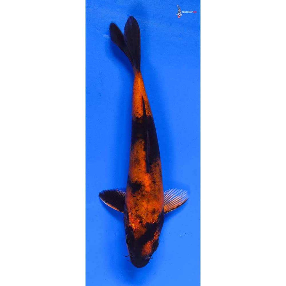 5.5” Imported Kin Hi Utsuri