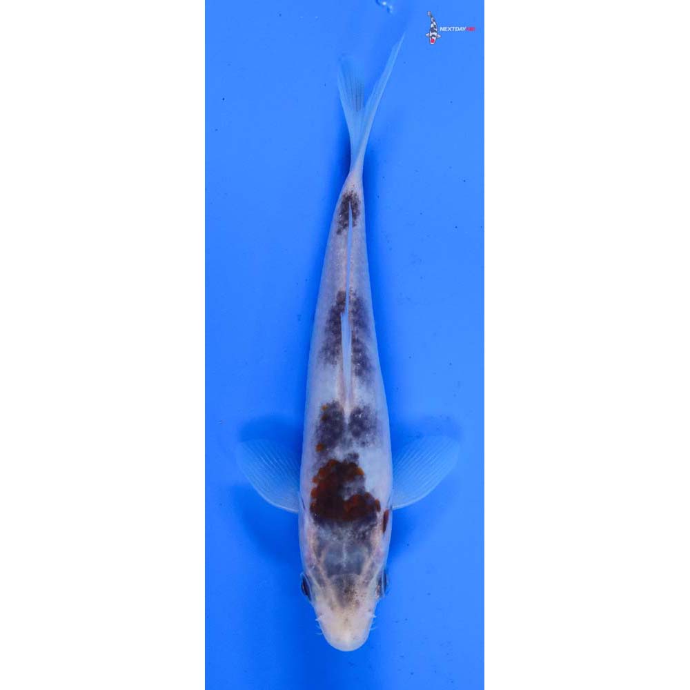 5.5” Imported Goromo