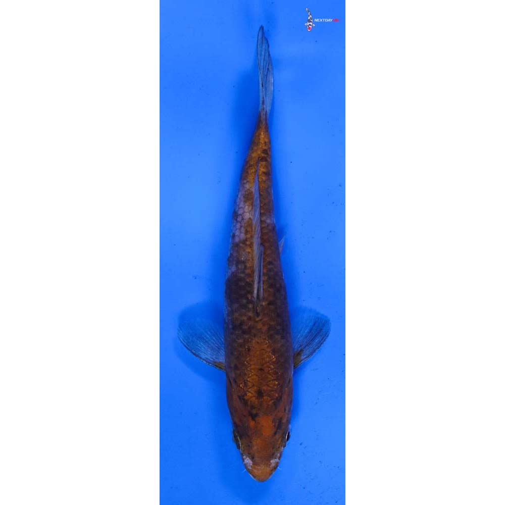 6” Imported Ochiba Shigure