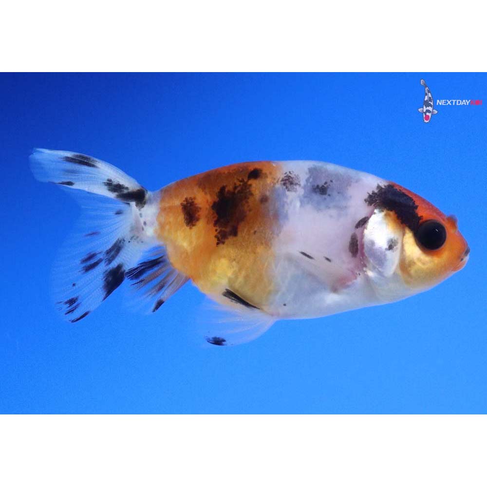 2.5” Imported Calico Ranchu