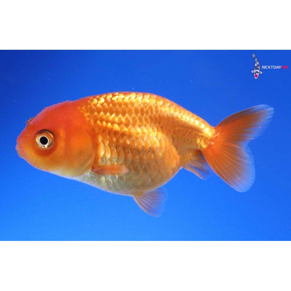 2.5” Imported Red Ranchu