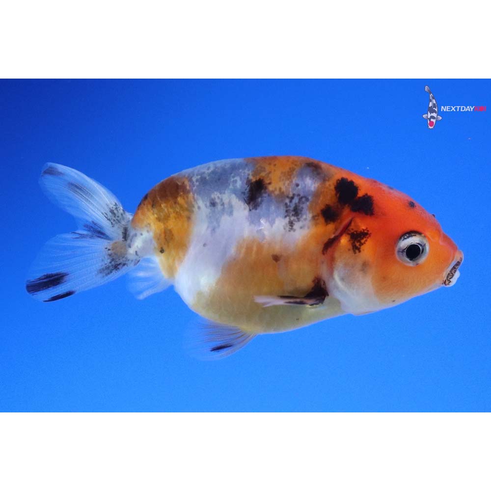 2.5” Imported Calico Ranchu