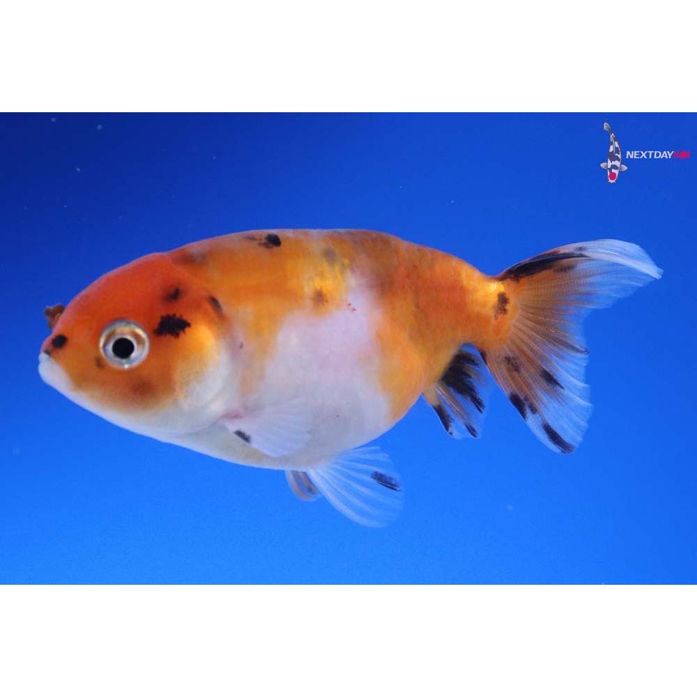 2.5” Imported Calico Ranchu