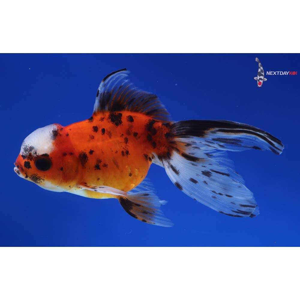 4.5” Imported Calico Oranda