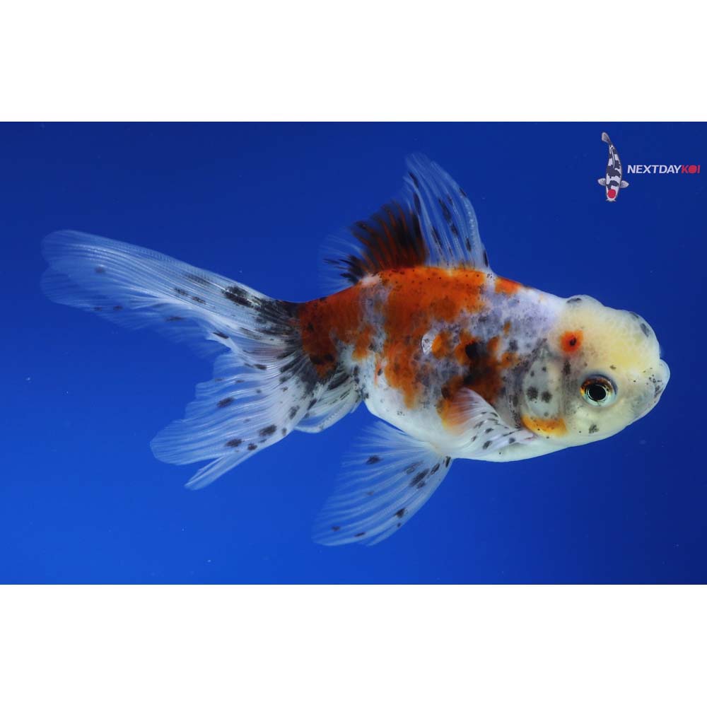 4.5” Imported Calico Oranda