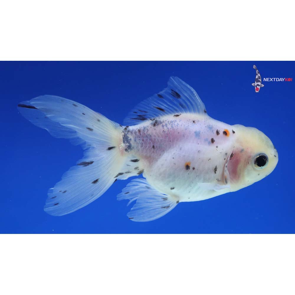 4.5” Imported Calico Oranda