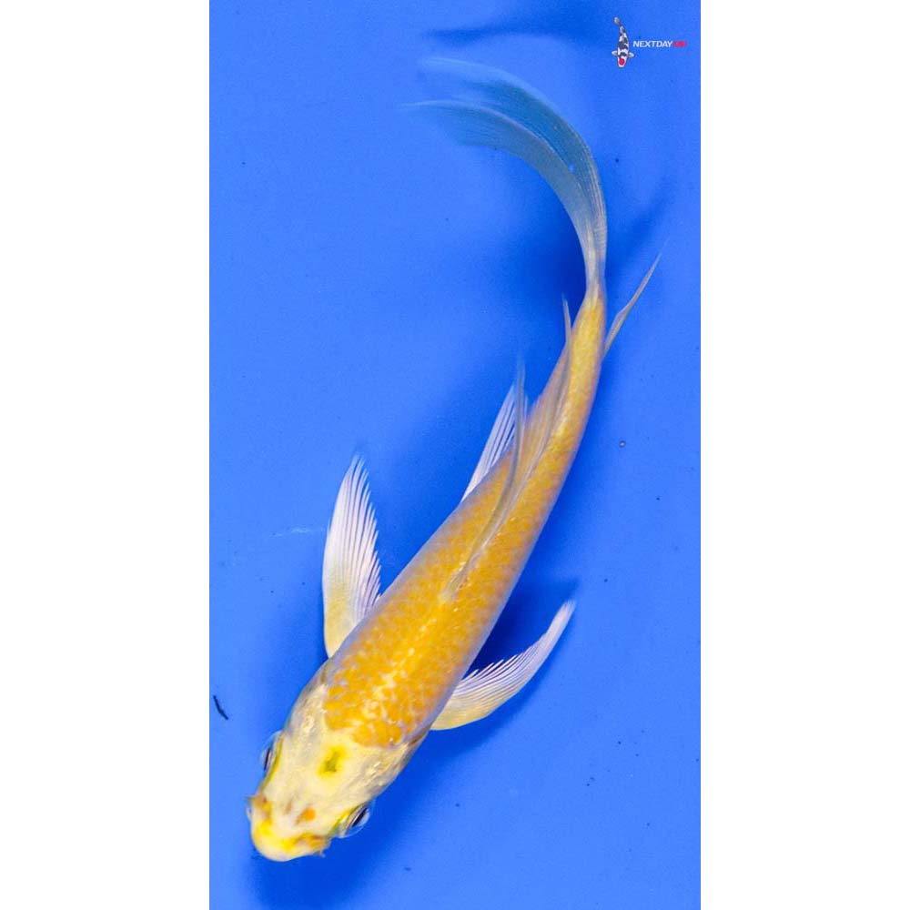 4” Imported Yamabuki Ogon Butterfly Koi