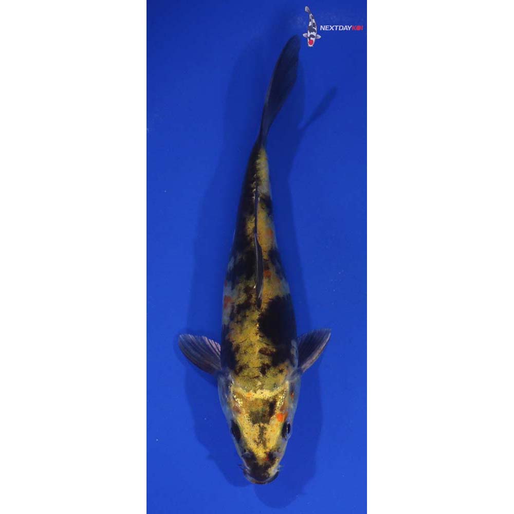 6.5” Imported Kin Ki Utsuri