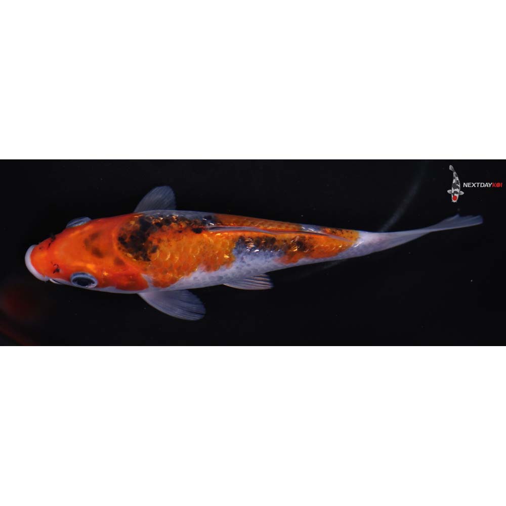 6.5” Imported Gin Rin Goshiki