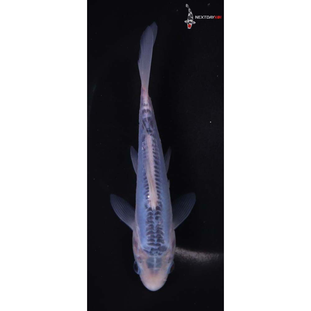 6.5” Imported Shusui