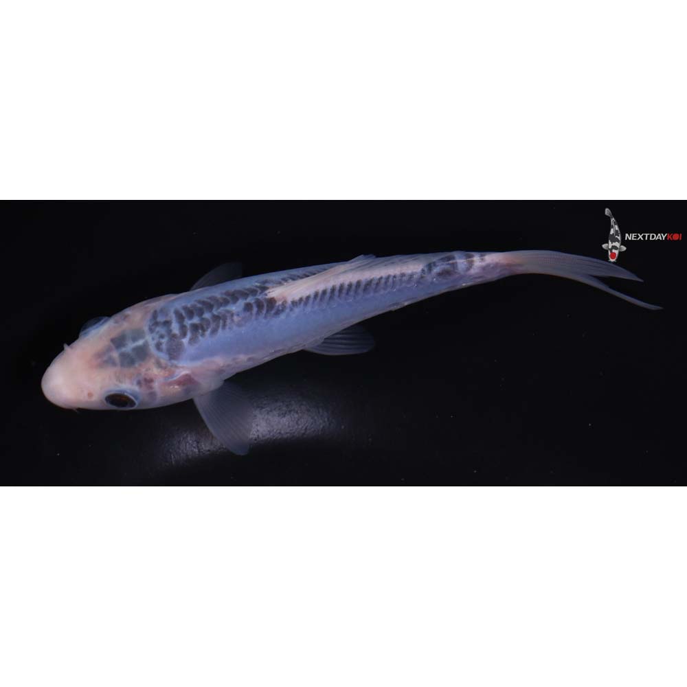 6.5” Imported Shusui