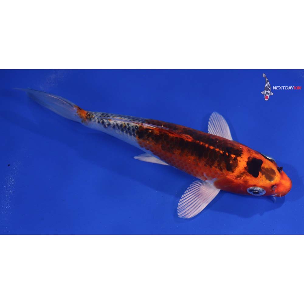 6.5” Imported Kujaku