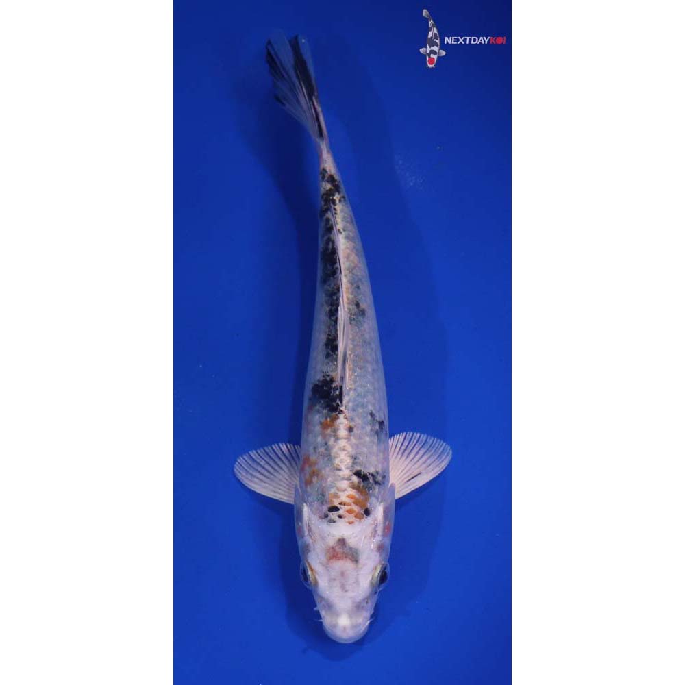 7” Imported Yamato Nishiki