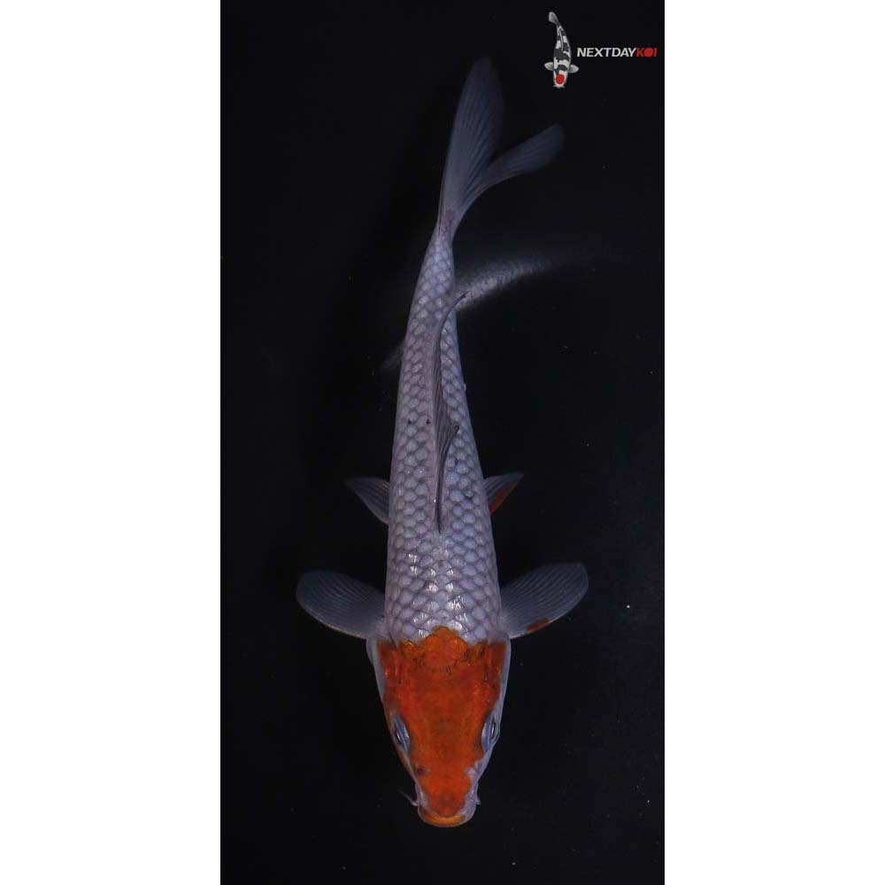 7” Imported Ochiba Shigure