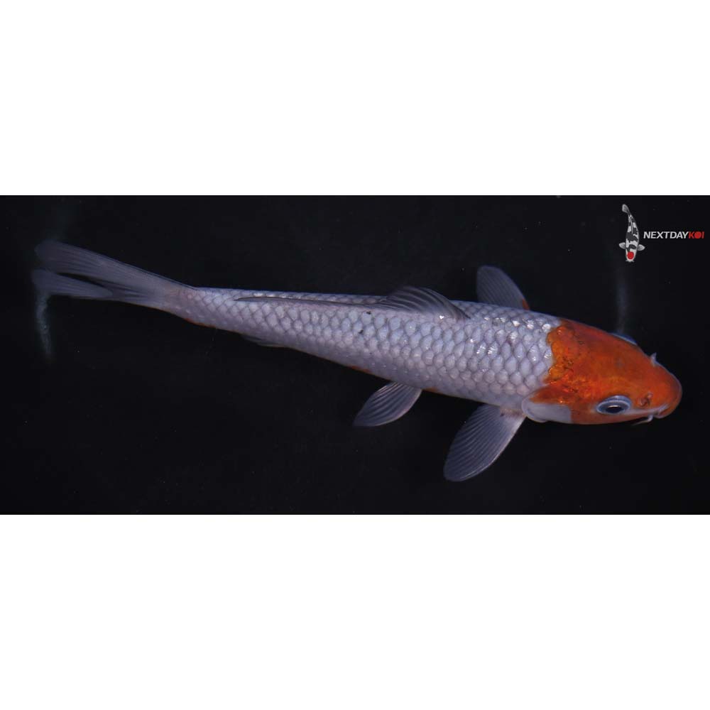 7” Imported Ochiba Shigure