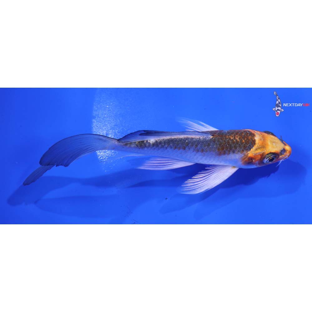 5” Imported Kujaku Butterfly Koi