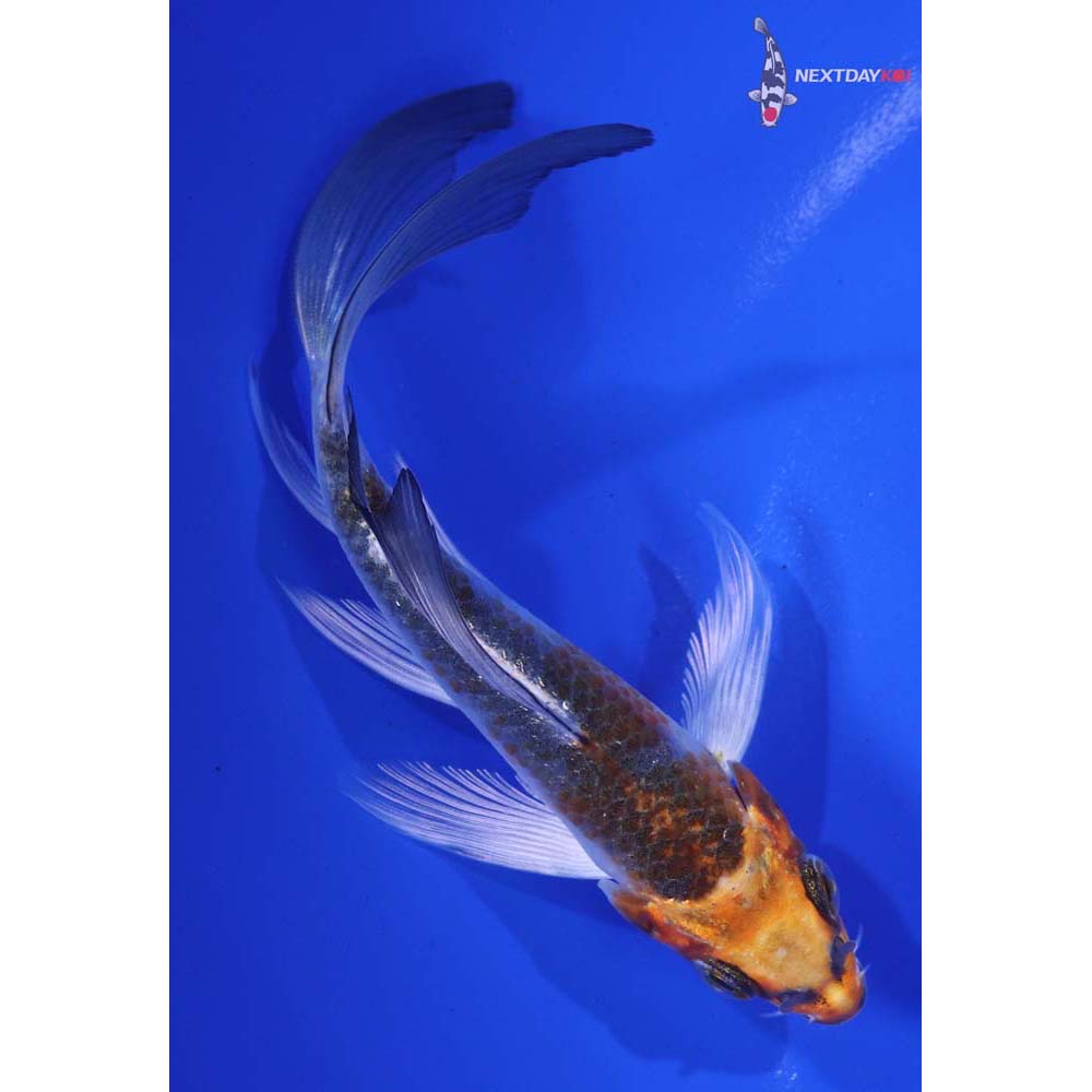 5” Imported Kujaku Butterfly Koi