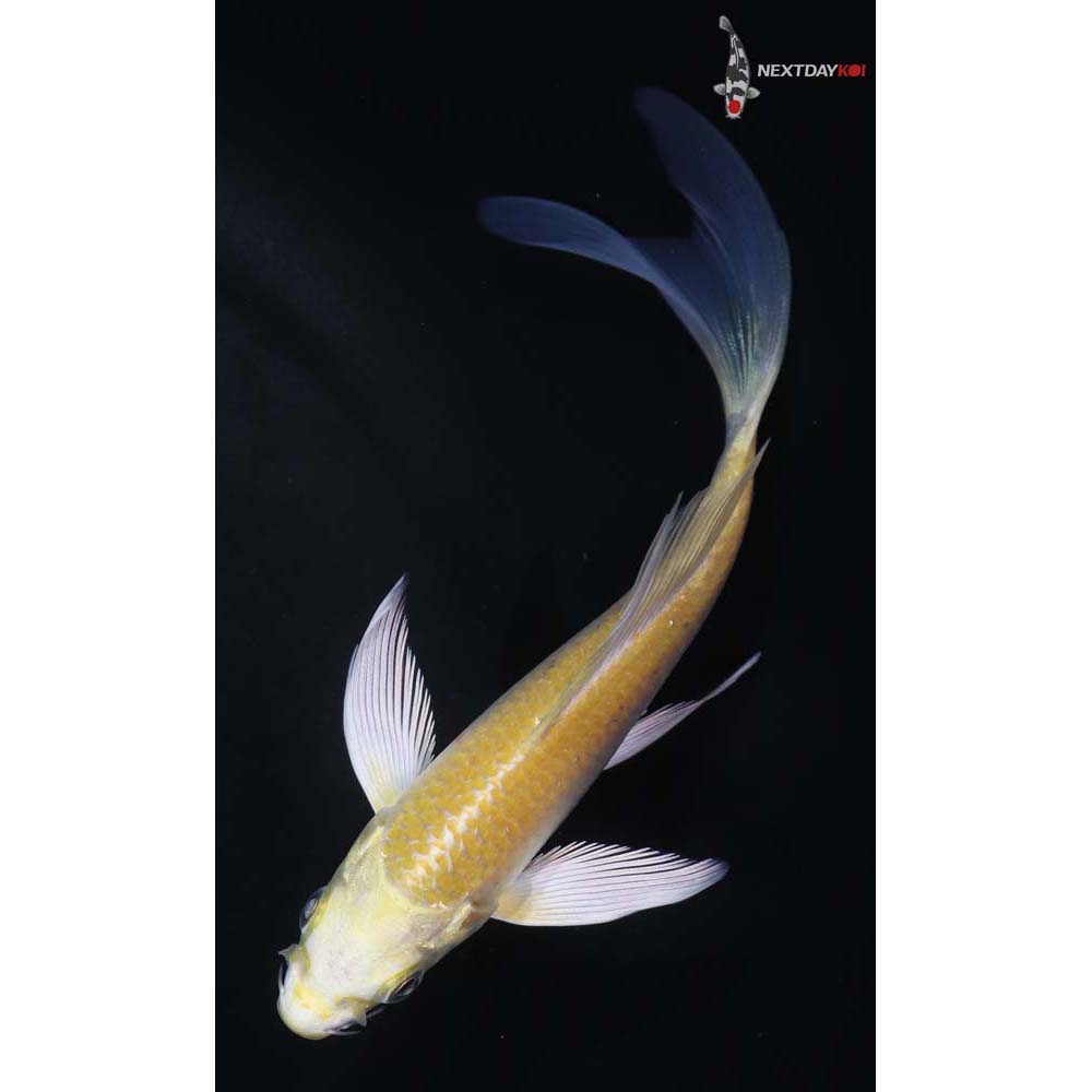 5” Imported Yamabuki Ogon Butterfly Koi