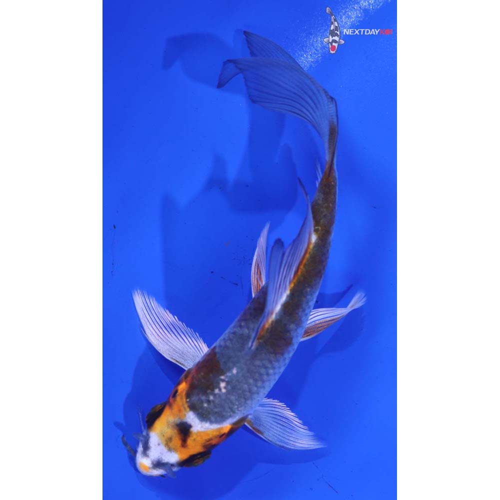 5” Imported Kujaku Butterfly Koi