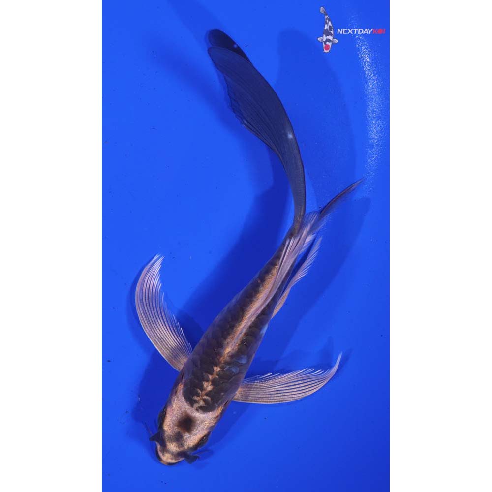 5.5” Imported Armor Scaled Orenji Matsuba Butterfly Koi