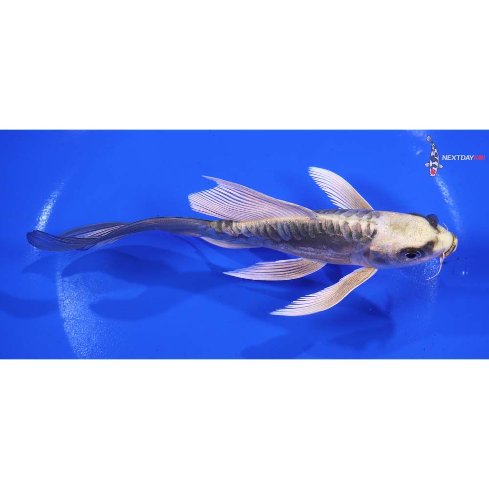 6” Imported Kin Kikokuryu Butterfly Koi