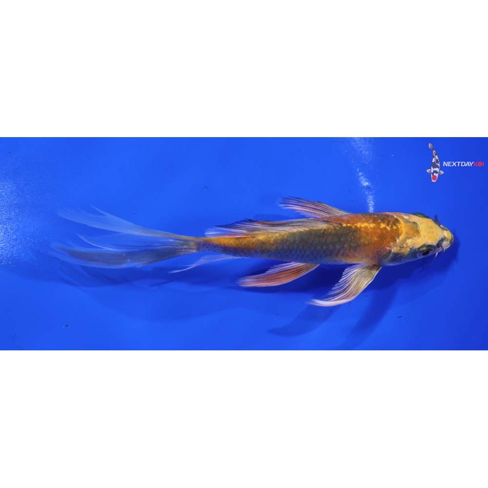 6” Imported Ki Utsuri Butterfly Koi