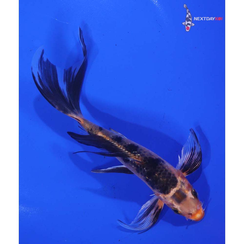 6” Imported Kin Aka Bekko Butterfly Koi