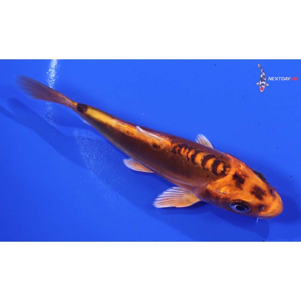 4” Imported Doitsu Orenji Matsuba