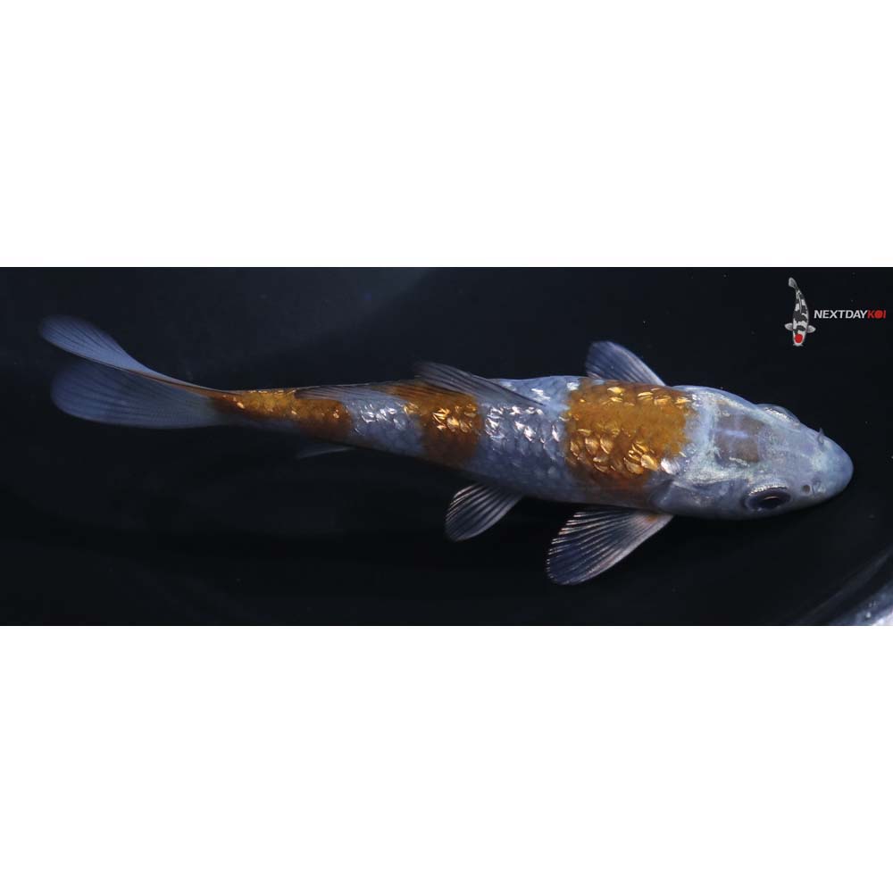 4.5” Imported Gin Rin Ochiba Shigure