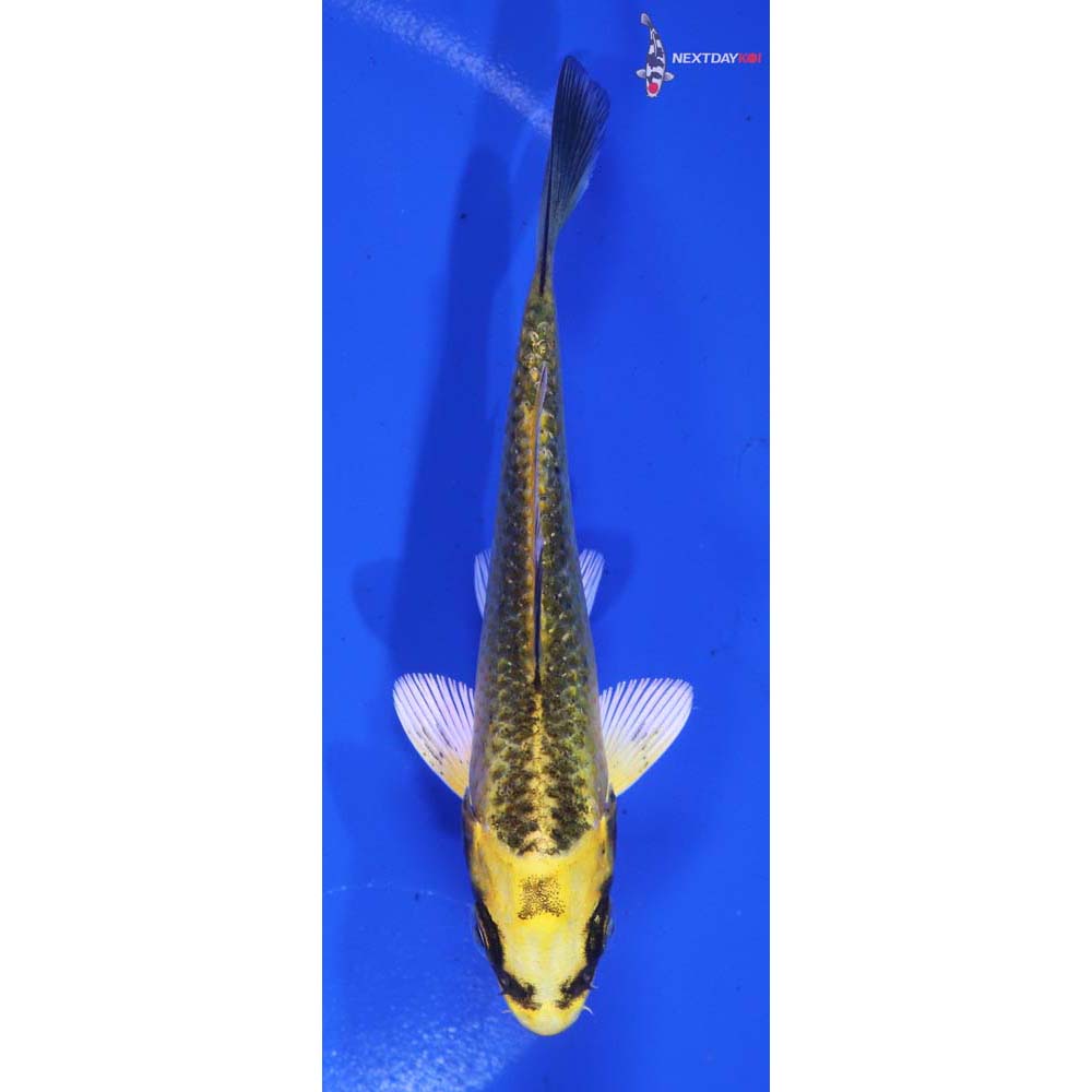 4” Imported Ki Matsuba