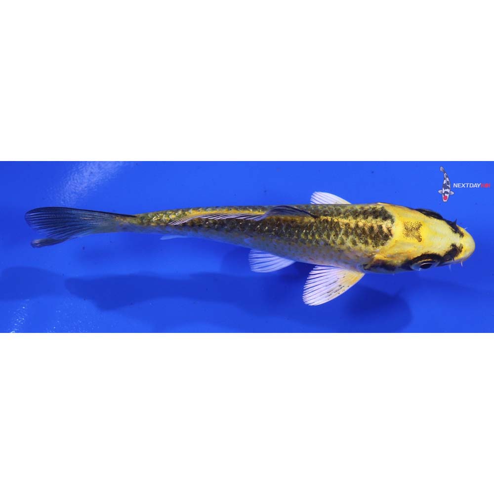 4” Imported Ki Matsuba