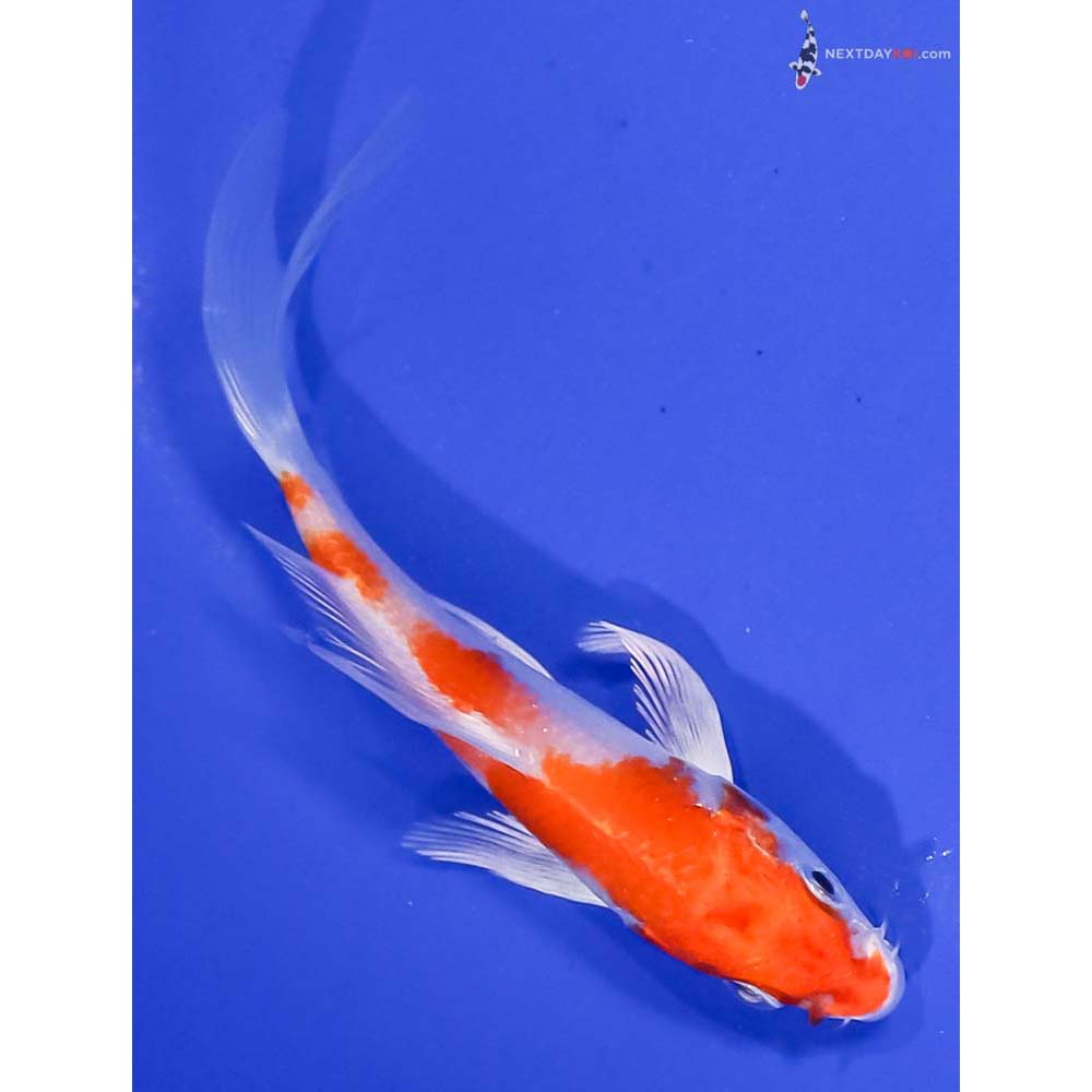 4” Imported Hariwake Butterfly Koi