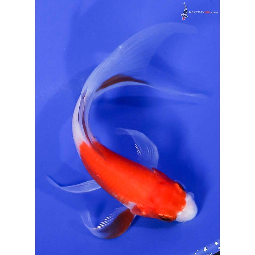 4” Imported Glass Fin Kohaku Butterfly Koi