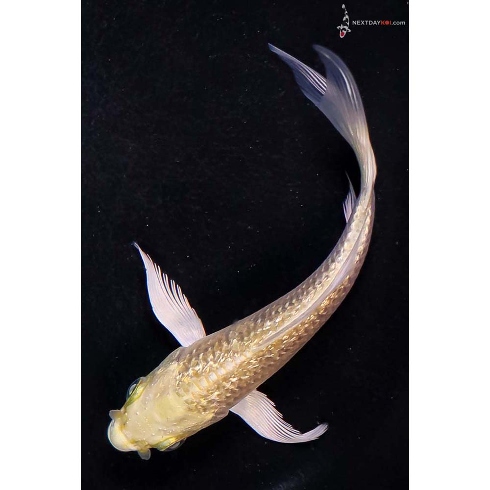 4.5” Imported Gin Rin Yamabuki Ogon Butterfly Koi