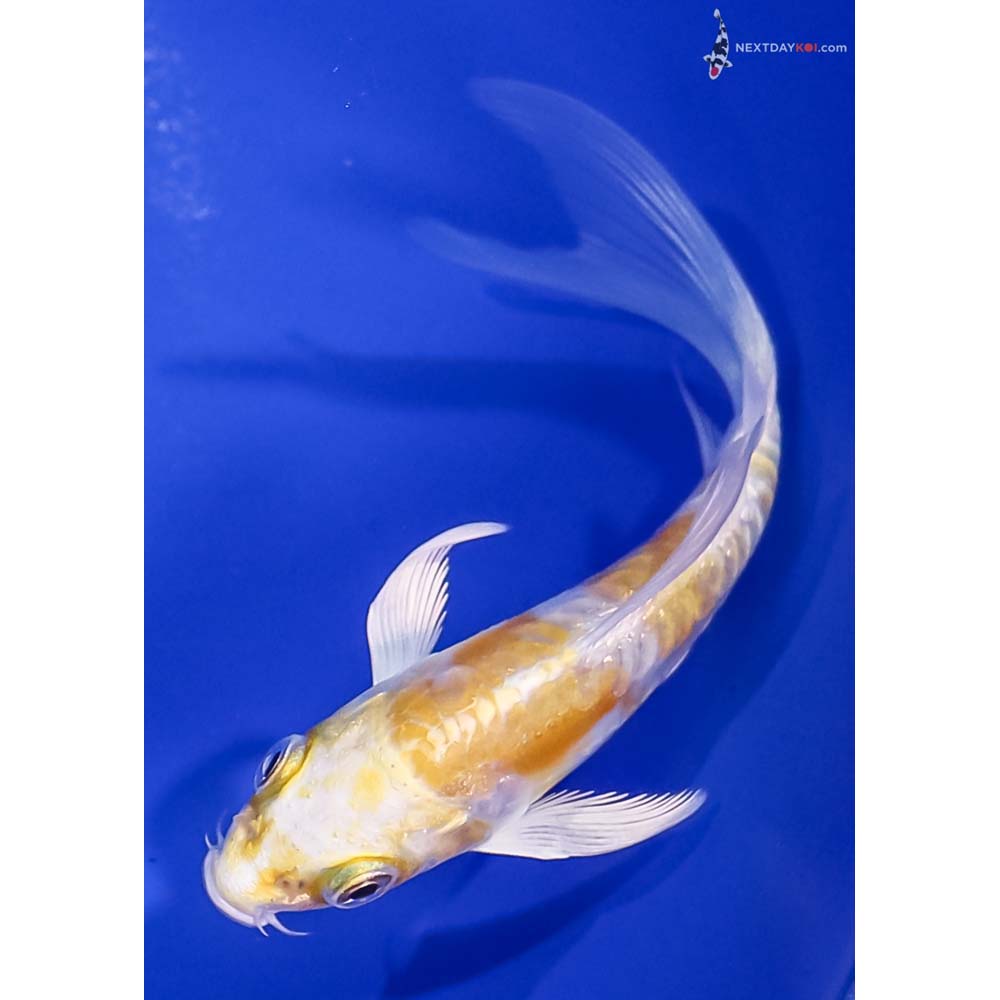4” Imported Doitsu Lemon Hariwake Butterfly Koi