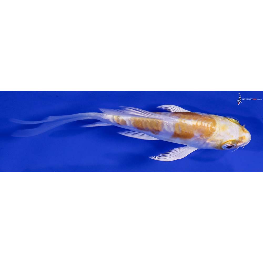 4” Imported Doitsu Lemon Hariwake Butterfly Koi