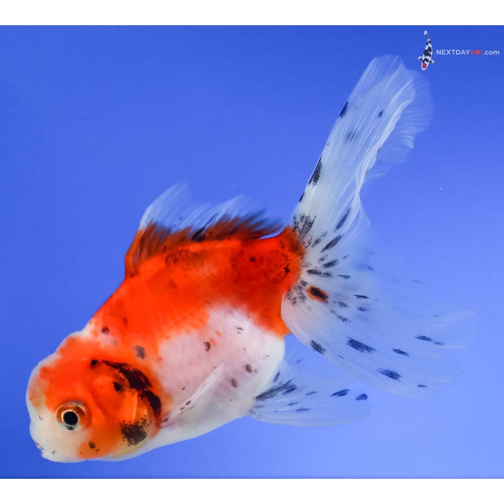 4” Imported Calico Oranda