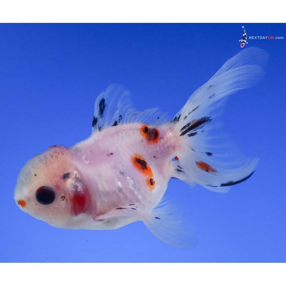 3.5” Imported Calico Oranda