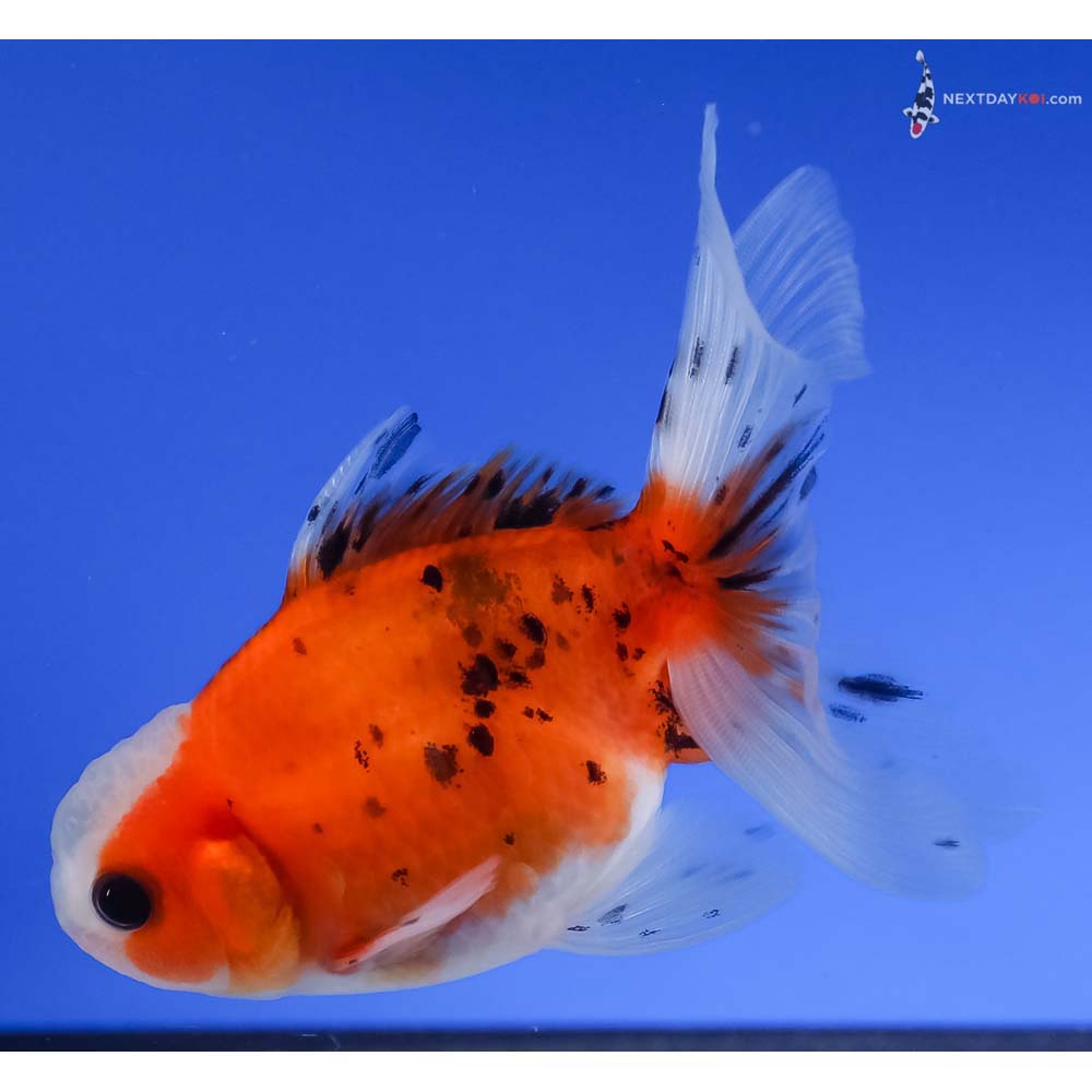 4” Imported Calico Oranda