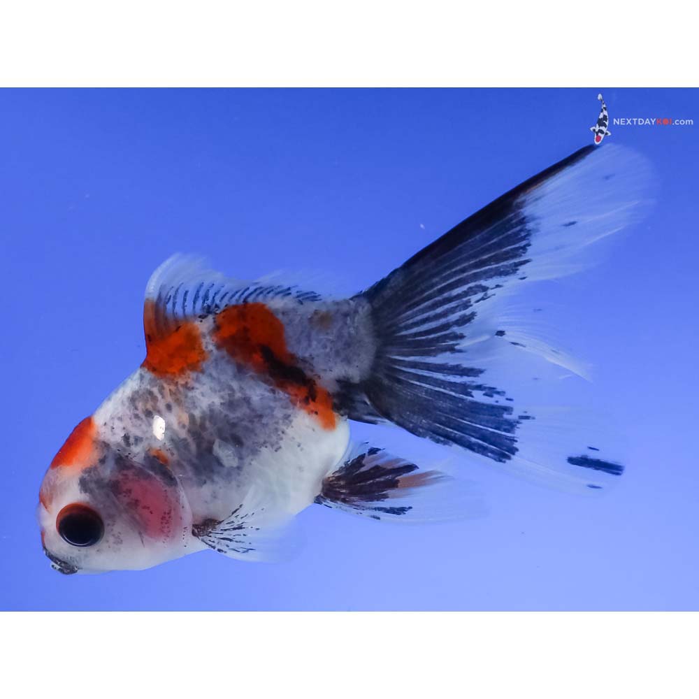 3” Imported Calico Fantail