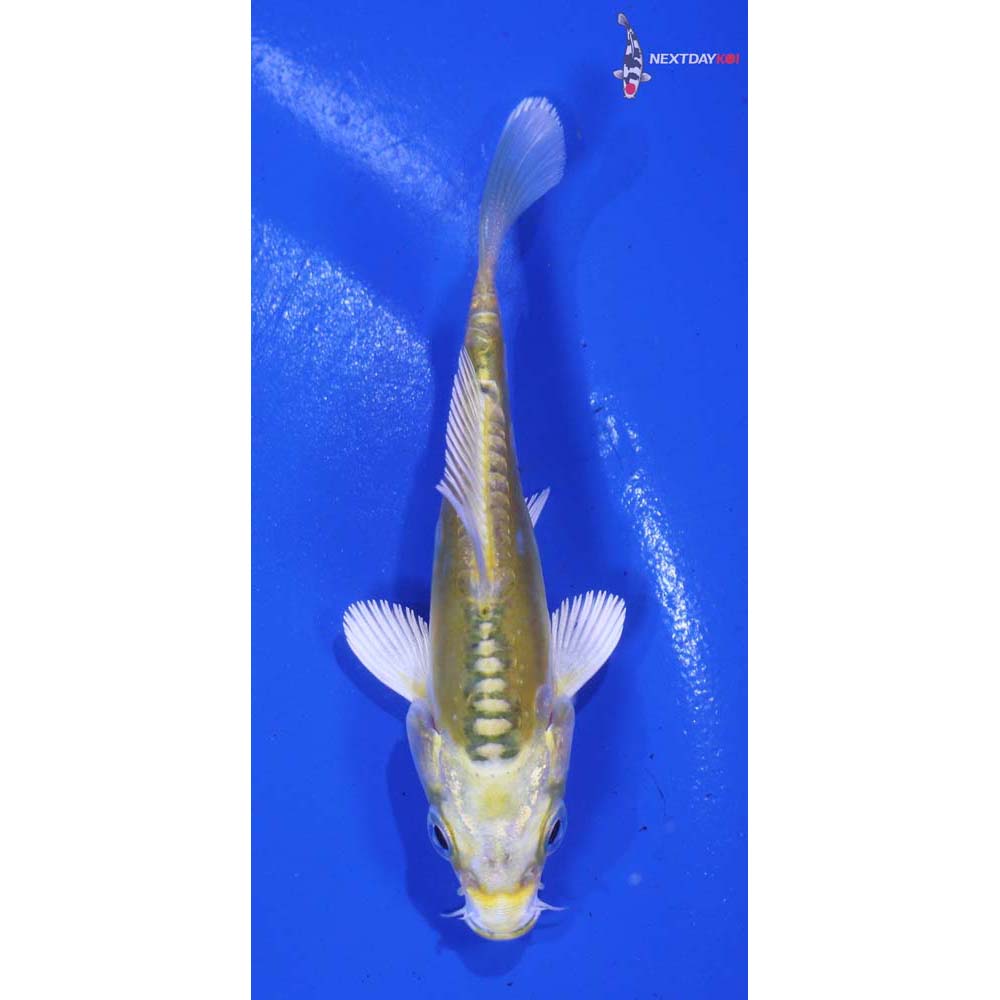 3” Imported Doitsu Kujaku