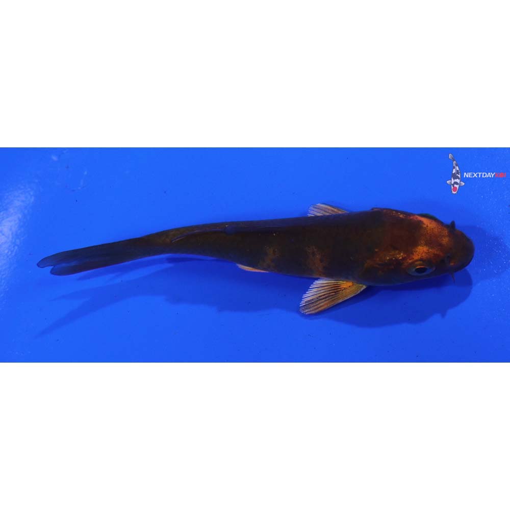 3.5” Imported Kin Hi Utsuri