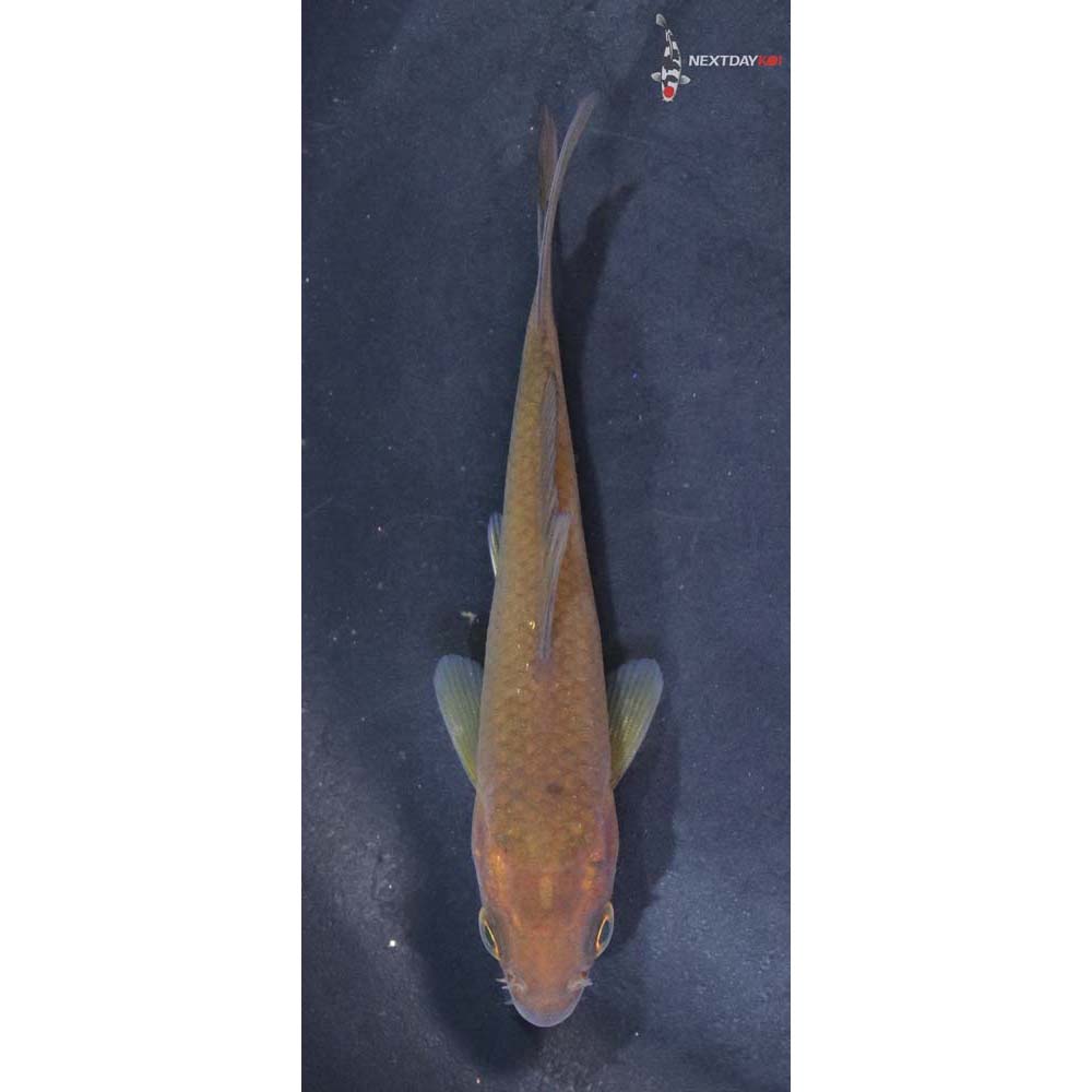 3.5” Imported Chagoi