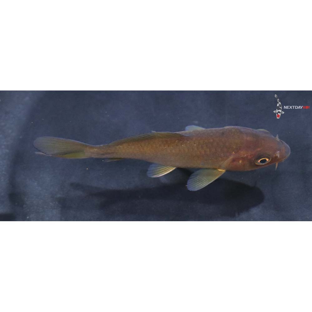 3.5” Imported Chagoi