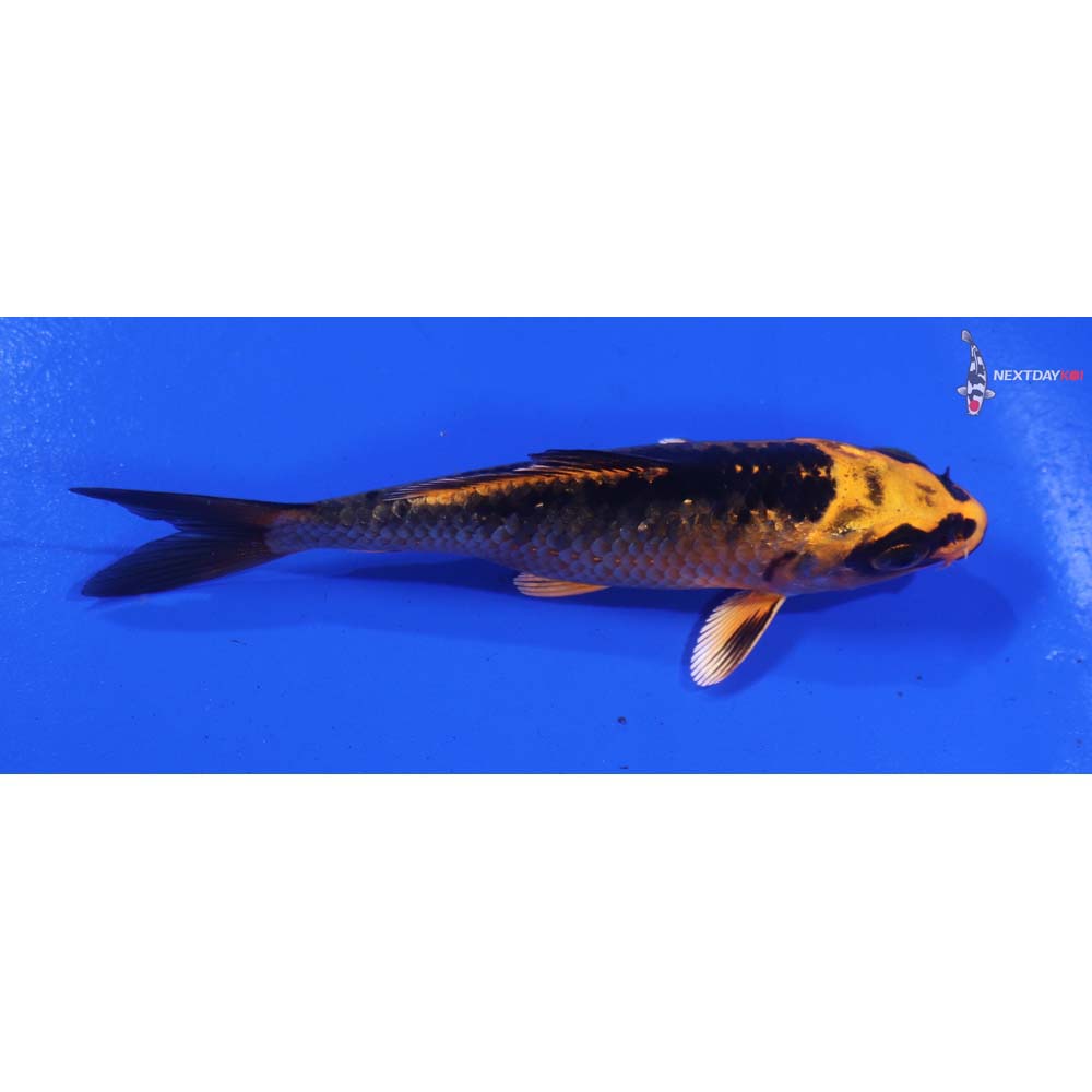 4” Imported Orenji Matsuba