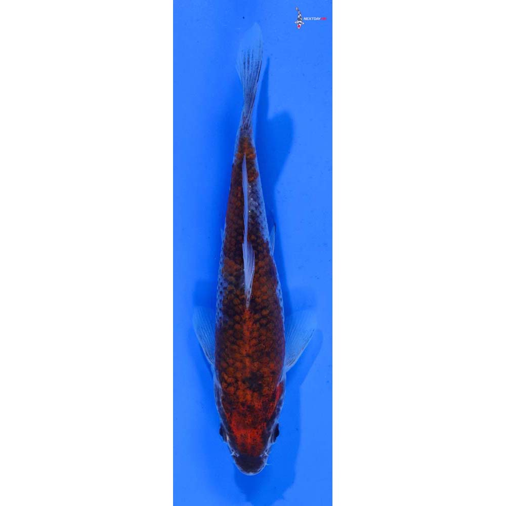 6” Imported Goromo