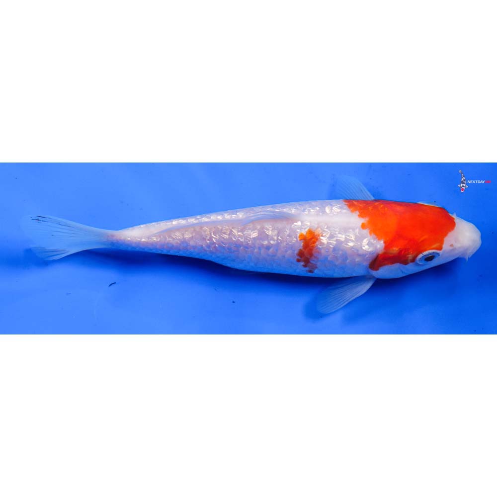 6.5” Imported Gin Rin Kohaku