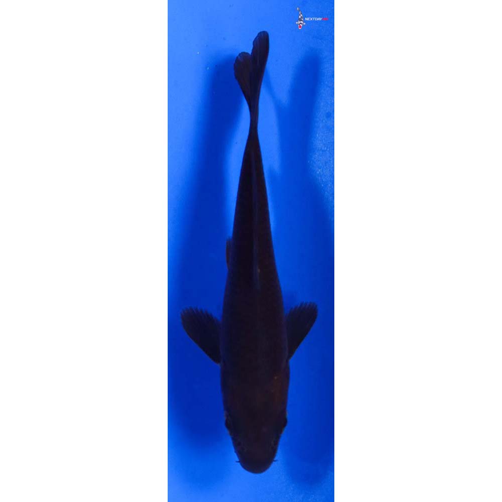 4” Imported Chagoi